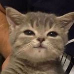 cat.jpg