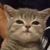 cat.jpg