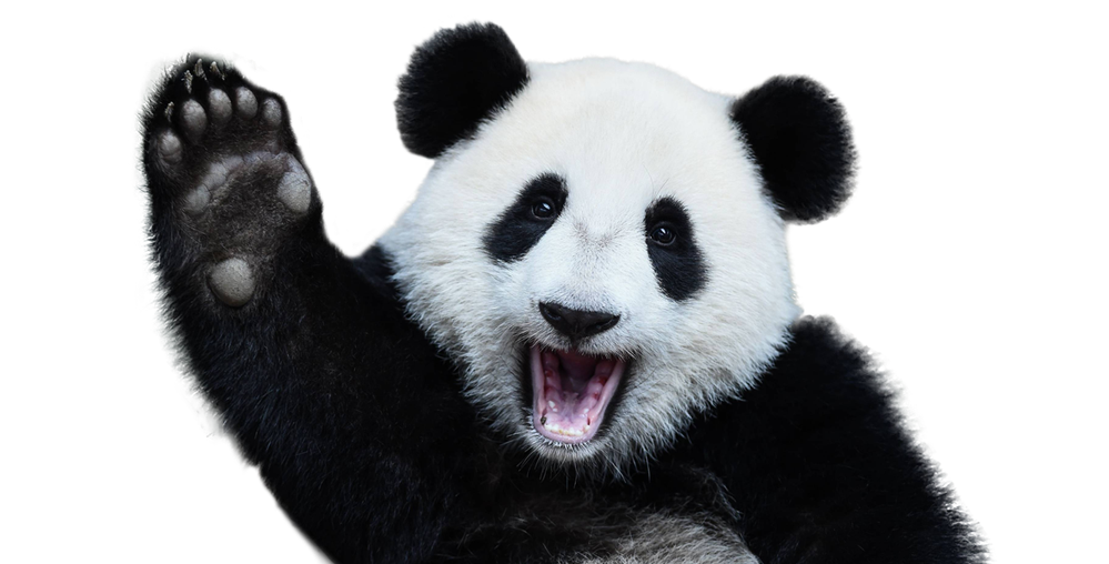 WavingPanda-e1608074548834-117116479.png