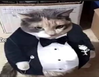 cat.png