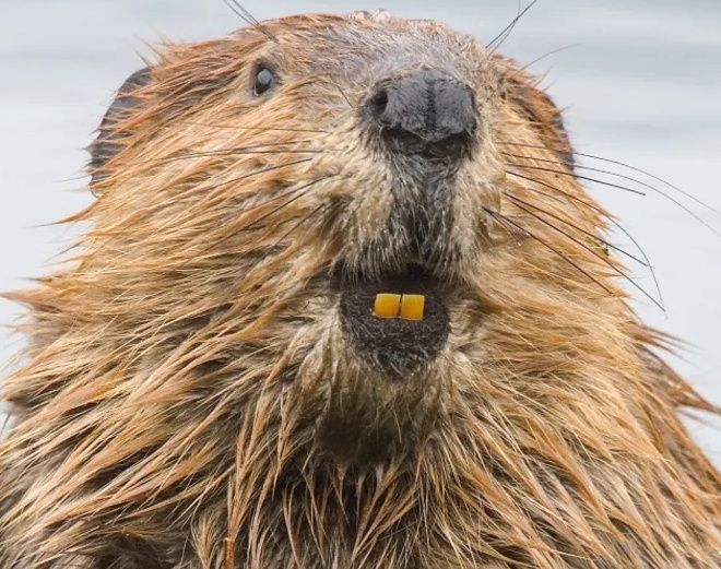 beaver.jpg