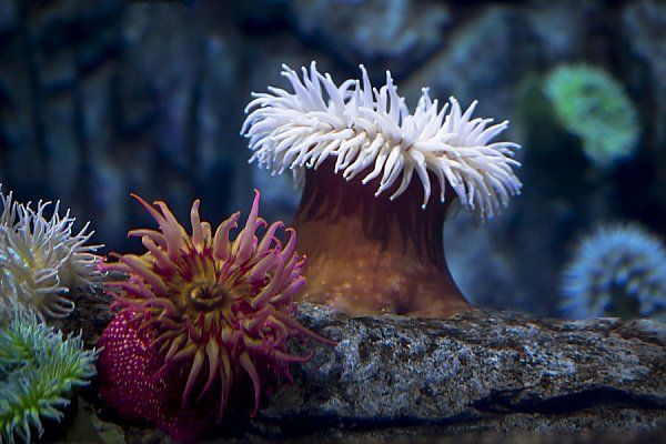 sea_anemones.jpg