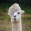 lama.jpg