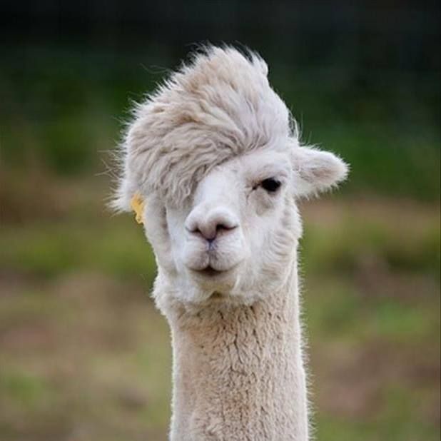lama.jpg