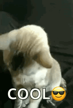 CatCoolGIF.gif