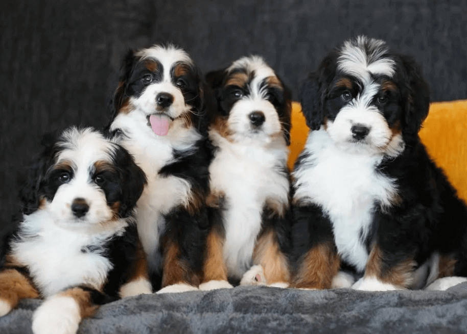 bernedoodle puppies.png