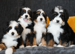 bernedoodle puppies.png