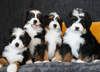 bernedoodle puppies.png