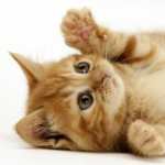 cat_2.png