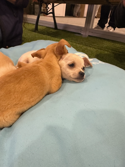 Puppies.png