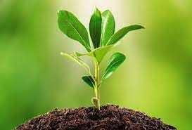 plant.jpeg