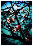 Cherry_Blossom_by_etc_etc_etc.jpg